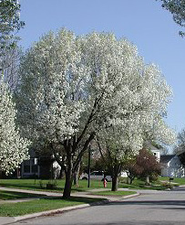 Bradford Pear Tree in bloom