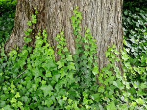 English ivy growing up a tree