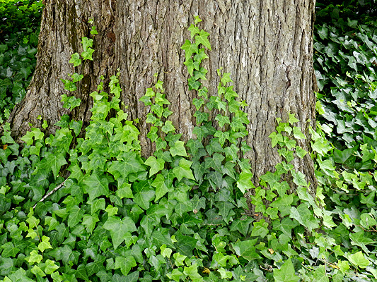 English ivy growing up a tree