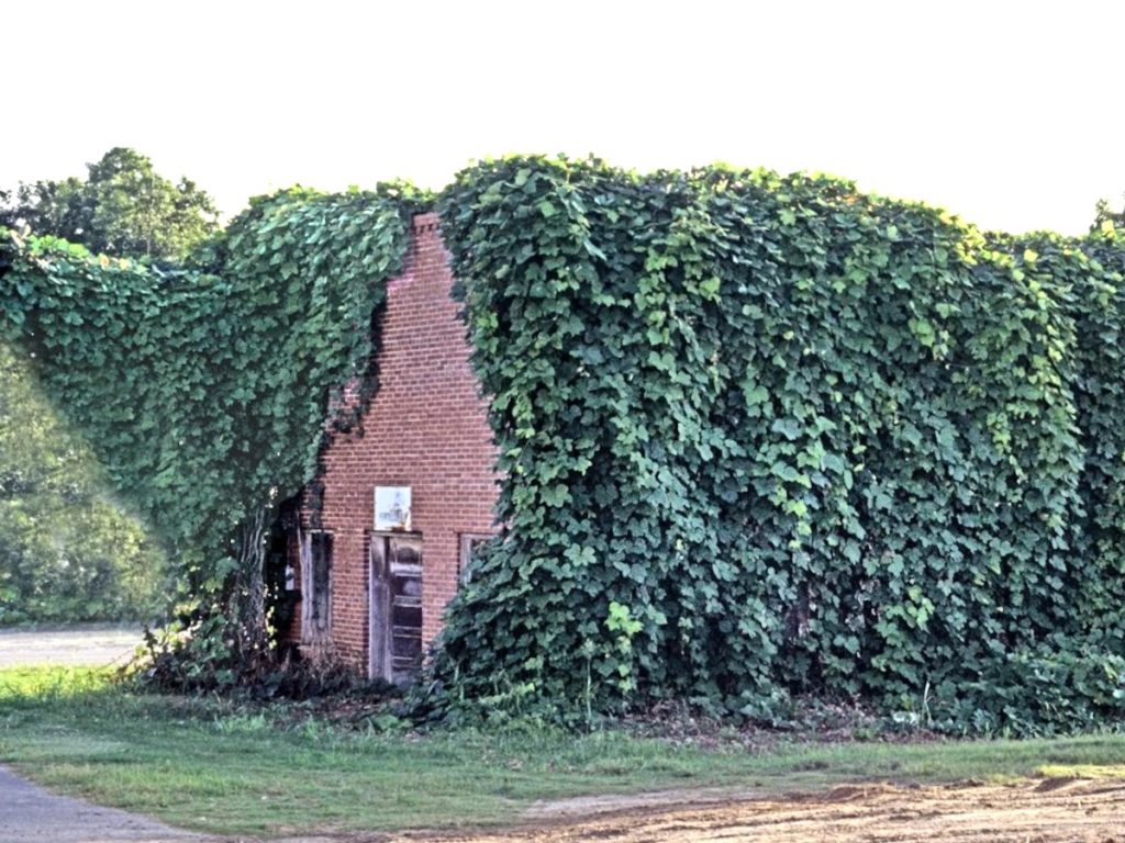 Brick building partially covered in dense green ivy and kudzu vines, with a small doorway and paved path in front.