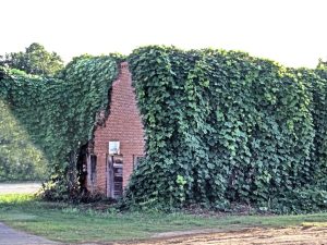 Brick building partially covered in dense green ivy and kudzu vines, with a small doorway and paved path in front.