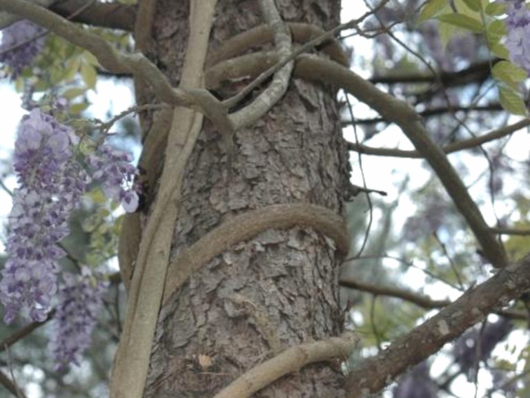 Thick woody stems of wisteria vine showing wrapping around a tall pine tree, with the purple wisteria flowers in bloom.
