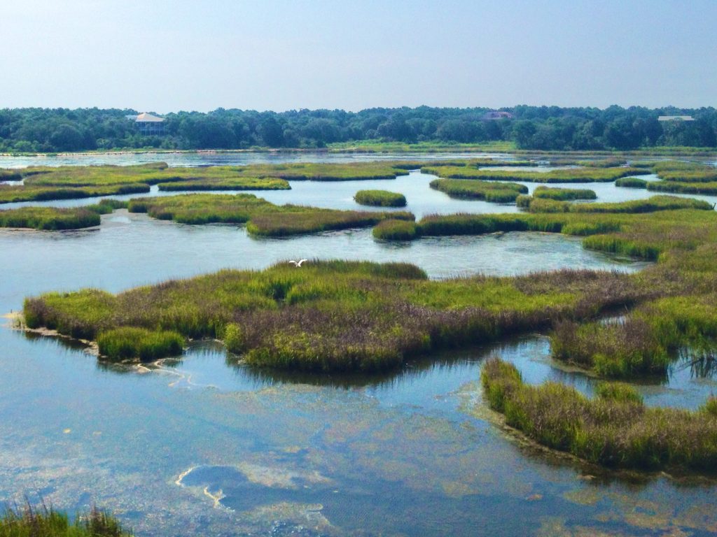A marsh view of the wetlands on Dewees Island