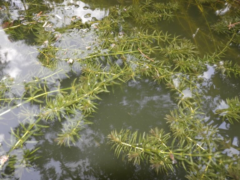 Green, submerged Hydrilla with narrow whorled leaves growing through clear freshwater, with sunlight ripples on the surface.
