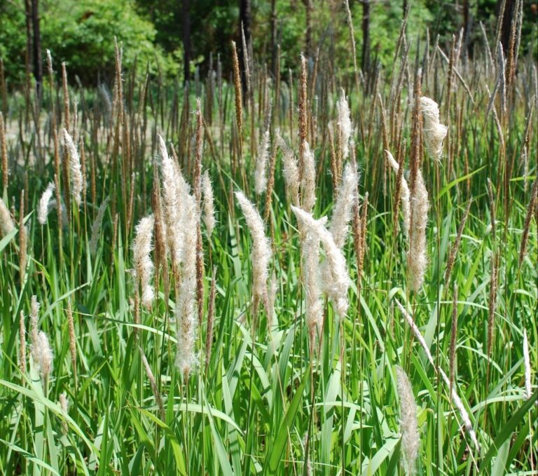 Feathery Imperata cylindrica seed heads standing above lush green grass in a sunny meadow.