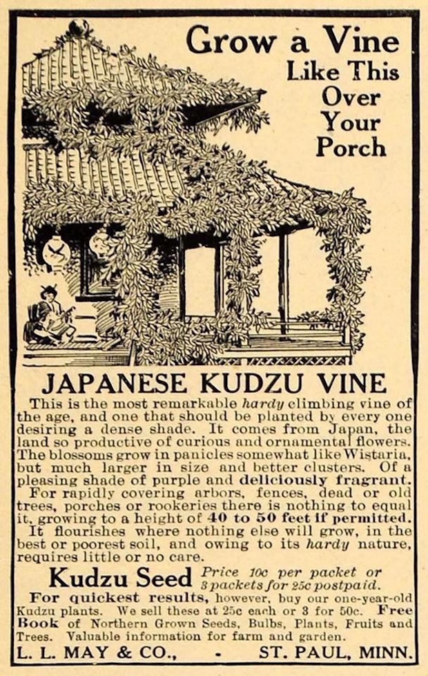 Vintage advertisement in sepia colors showing a porch covered in cascading Japanese kudzu vine, plus text promoting kudzu seed and planting details.