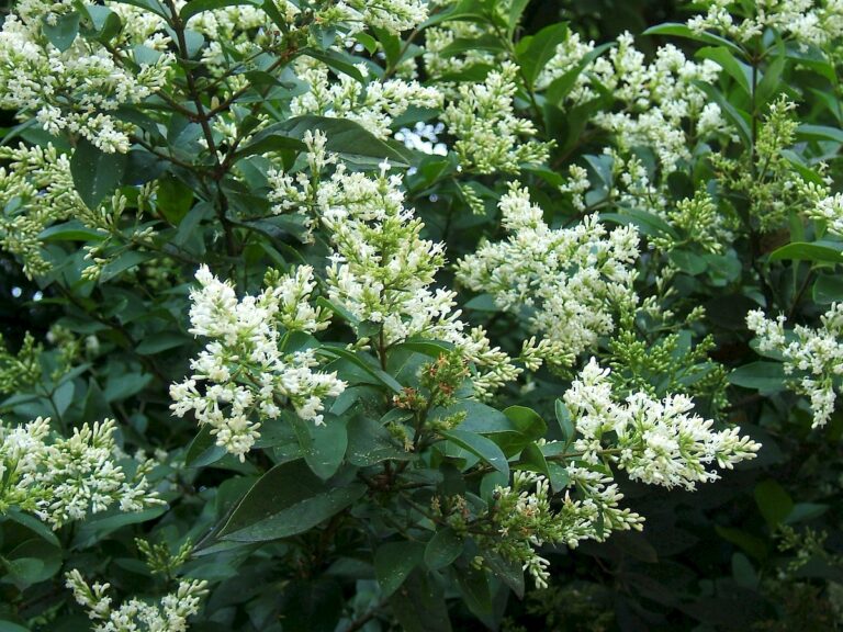 Clusters of pale white, bottlebrush-like blossoms with glossy dark-green oval leaves on a dense shrub.