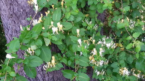 Climbing honeysuckle vine with clusters of small white flowers and glossy green leaves growing over a tree trunk in bright daylight.