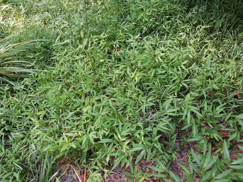 Dense patch of bright green grass-like plants growing in a shaded ground cover.