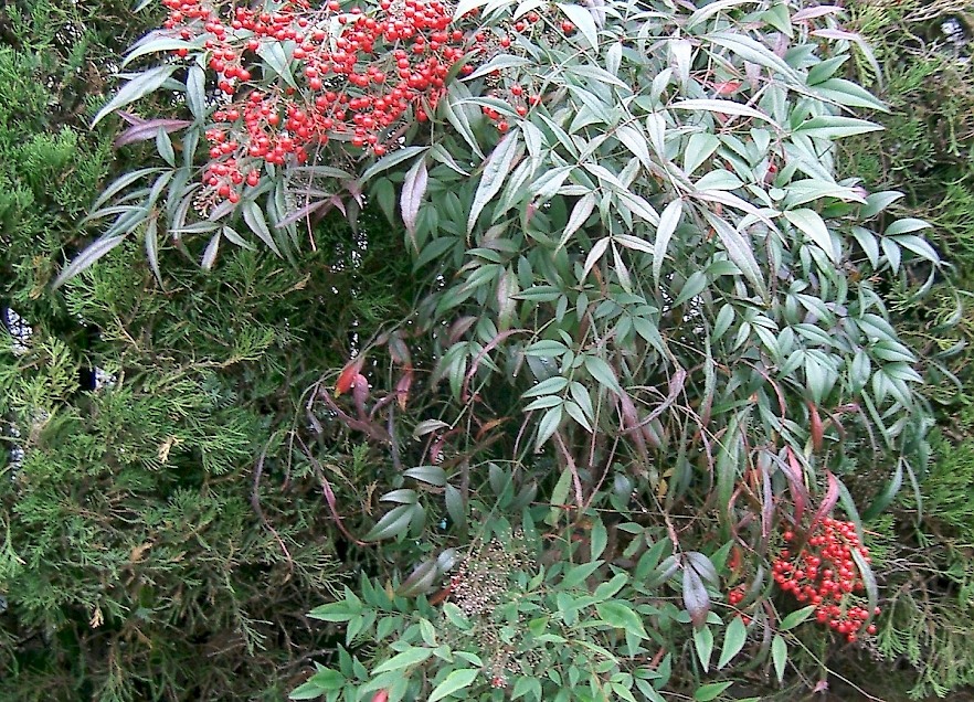 Nandina shrub with clusters of bright red berries and narrow evergreen leaves growing among other garden plants.