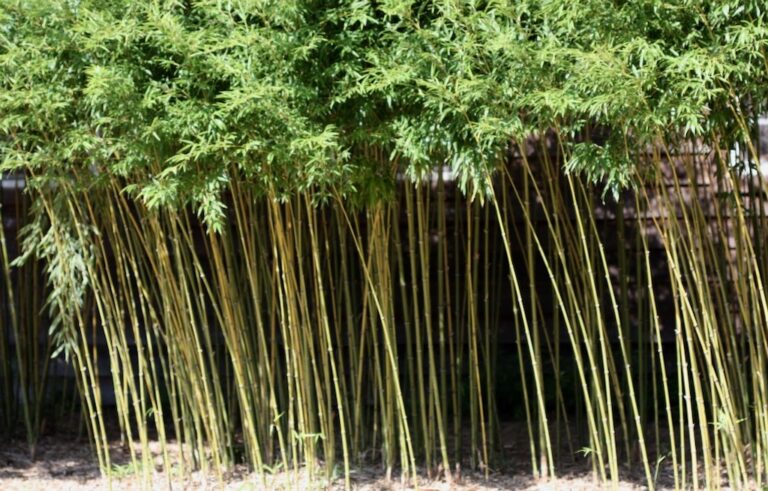 Golden bamboo clump with slender green-and-gold stalks forming a dense hedge along a garden border.