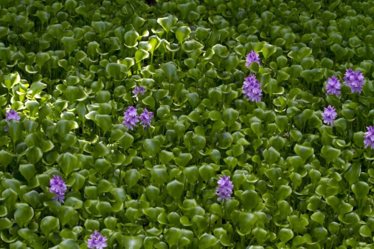 Dense mat of water hyacinth leaves with several small purple flowers on a sunny pond surface.