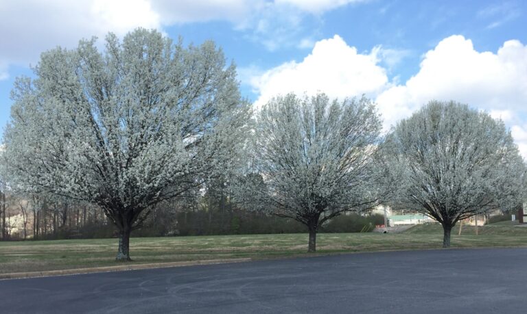 A row of three trees each with a round canopy with white blossoms line a black parking lot under a blue sky with scattered clouds.