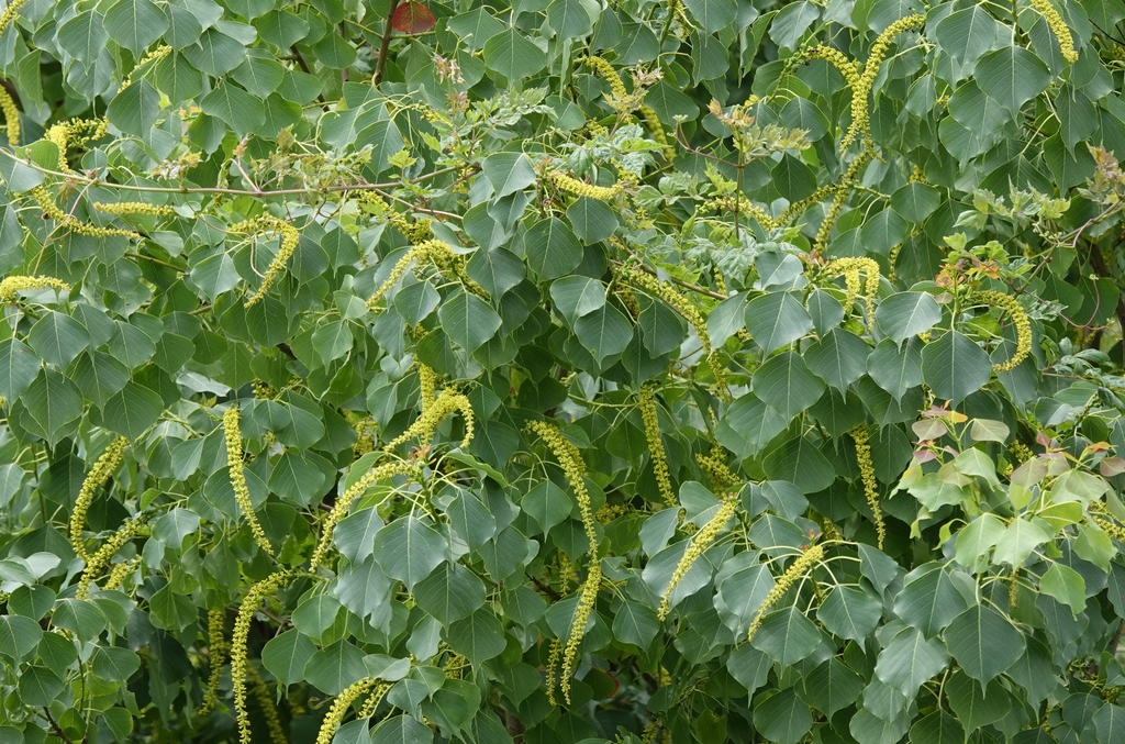 Dense green foliage with clusters of yellow-green dangling flowers on a popcorn (Chinese Tallow) tree.